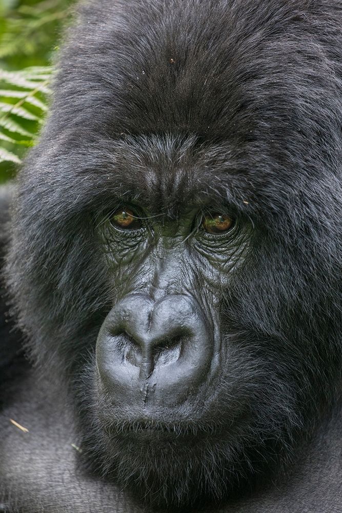 Africa-Rwanda-Volcanoes National Park-Close-up portrait of adult male Mountain Gorilla in rainforest art print by Paul Souders for $57.95 CAD